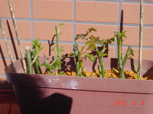 バラの冬挿し木 経過 ４ Takaのマンションガーデニング