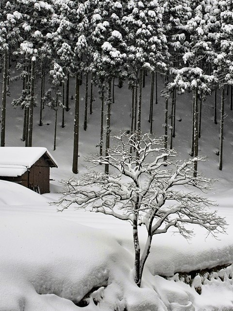 中雪の針畑雪・・・・積雪が1ｍ超えに。_d0005250_1640739.jpg