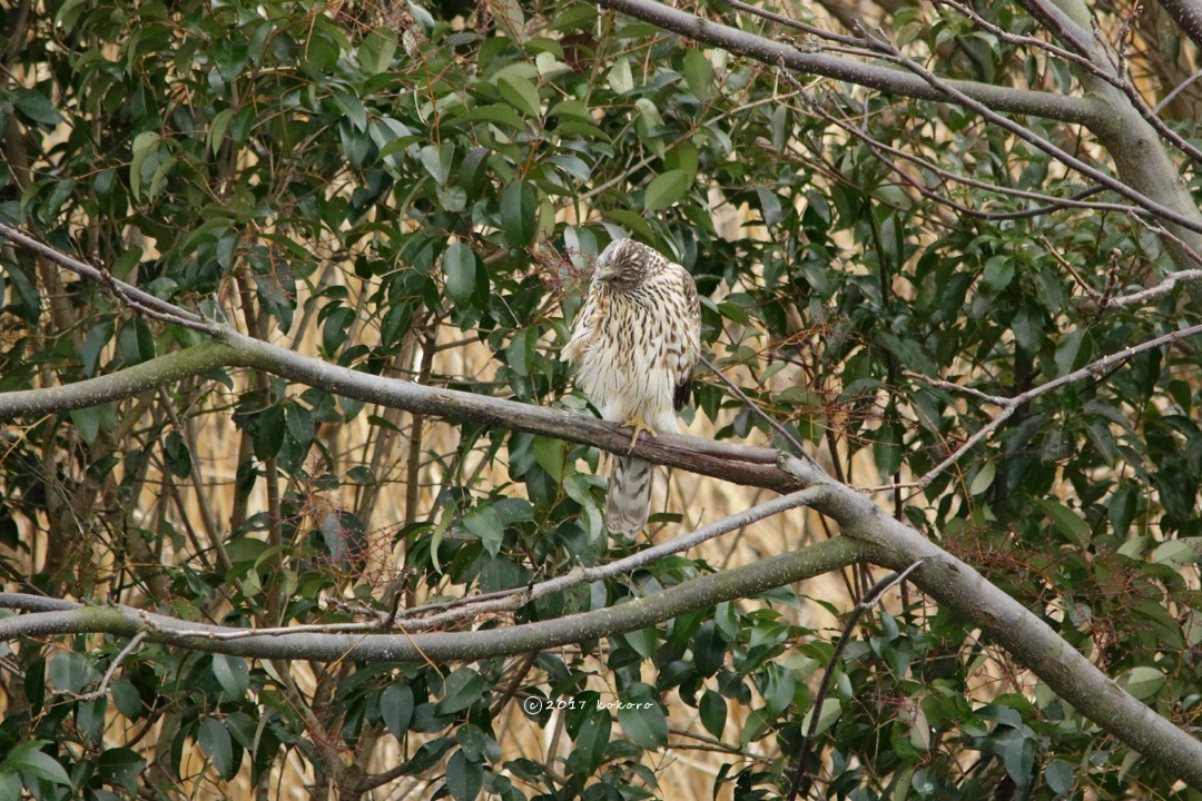 bird＊17  オオタカ幼鳥II_e0365050_13472605.jpg