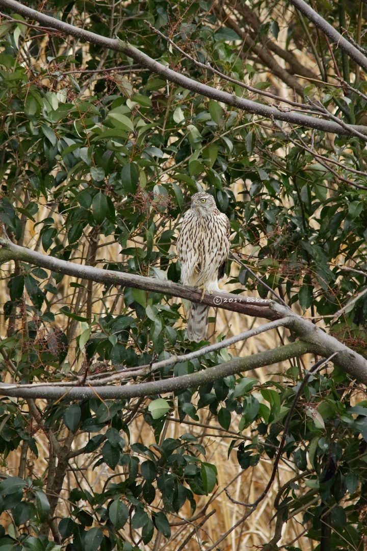 bird＊17  オオタカ幼鳥II_e0365050_13482209.jpg