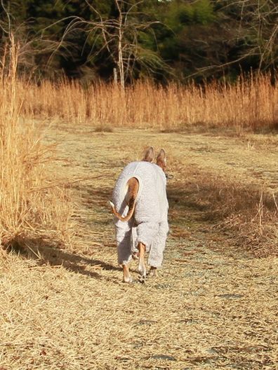 ワンコも10歳過ぎたら何でもツーカーな感じ。_b0234654_21475238.jpg