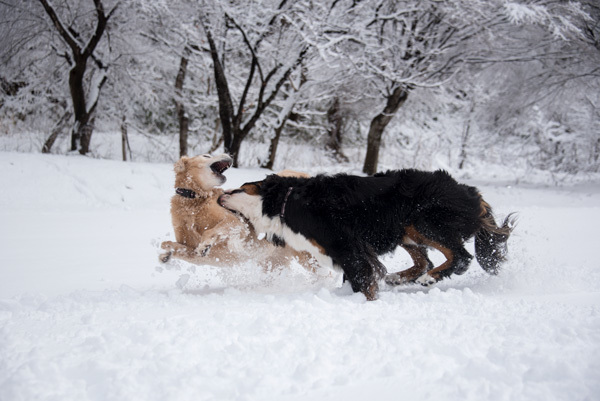 今シーズン初雪遊び_f0297764_16410844.jpg