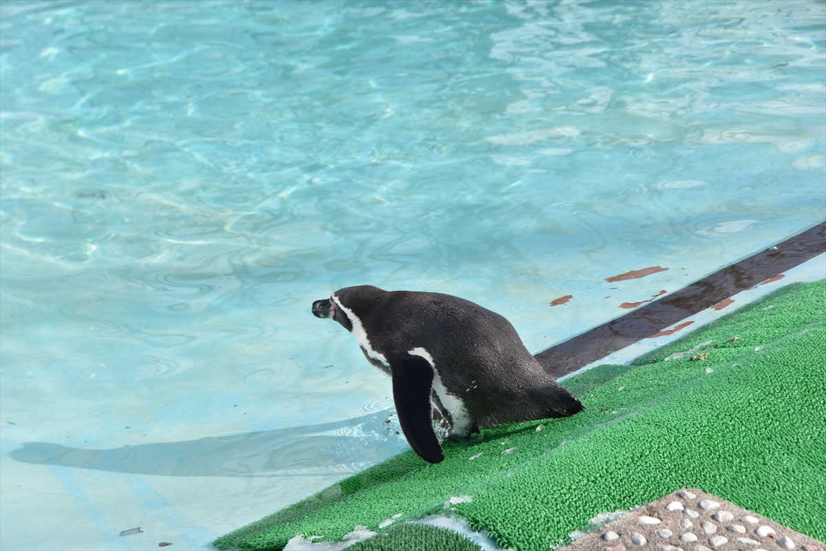 釧路市動物園と丹頂鶴観察～道東撮影②～_b0281366_09300056.jpg