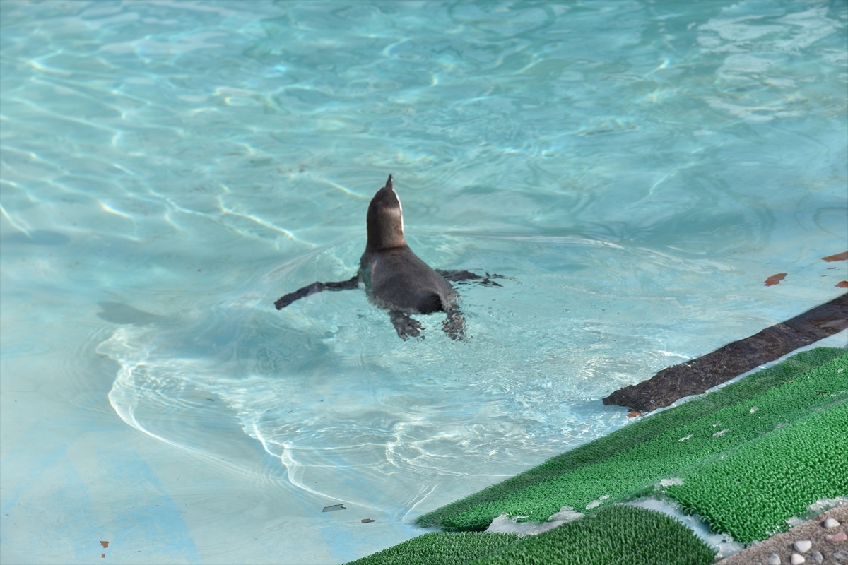 釧路市動物園と丹頂鶴観察～道東撮影②～_b0281366_09300339.jpg