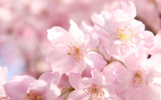 　春の食卓にぴったりな　桜 ボウル＆プレートご紹介～　_f0029571_023218.jpg
