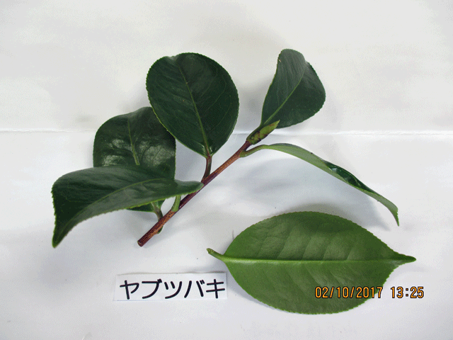 常緑樹の葉いろいろ 17年2月10日 宮城県 県民の森blog