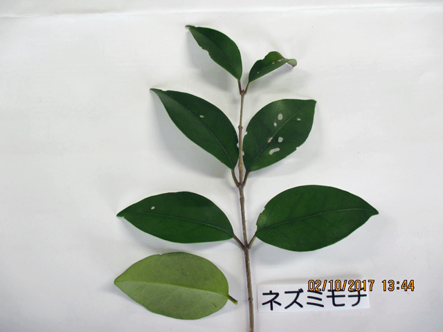 f0140773_15082288.gif