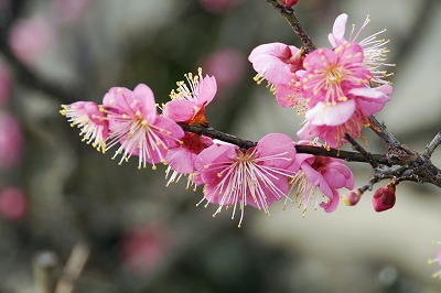 梅の花ＮＯ２_b0047179_14141973.jpg