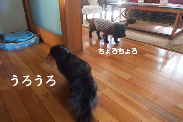 e0176691_2359426.png