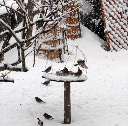 雪景色とスズメの餌台と今日の雪♪_a0136293_1720392.jpg