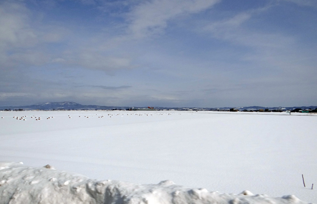 雪景色とスズメの餌台と今日の雪♪_a0136293_1720682.jpg