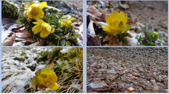 福寿草の里（高知県長岡郡大豊町）梅の花とひばり食堂…2017/2/10_f0231709_1154523.png