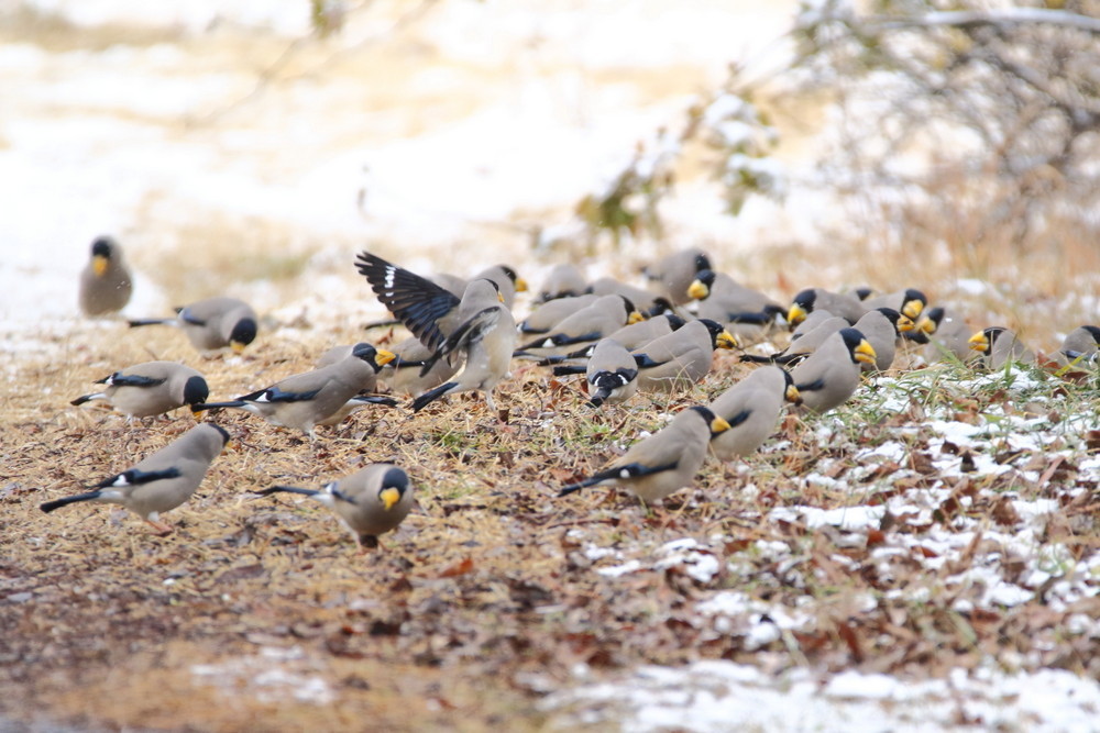 今日の鳥見（2017年2月11日）_f0235311_18183162.jpg