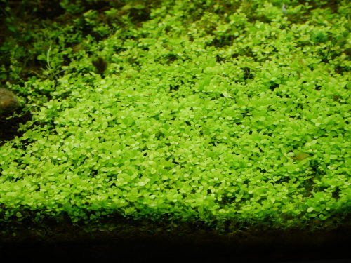 c0337613_11363571.jpg