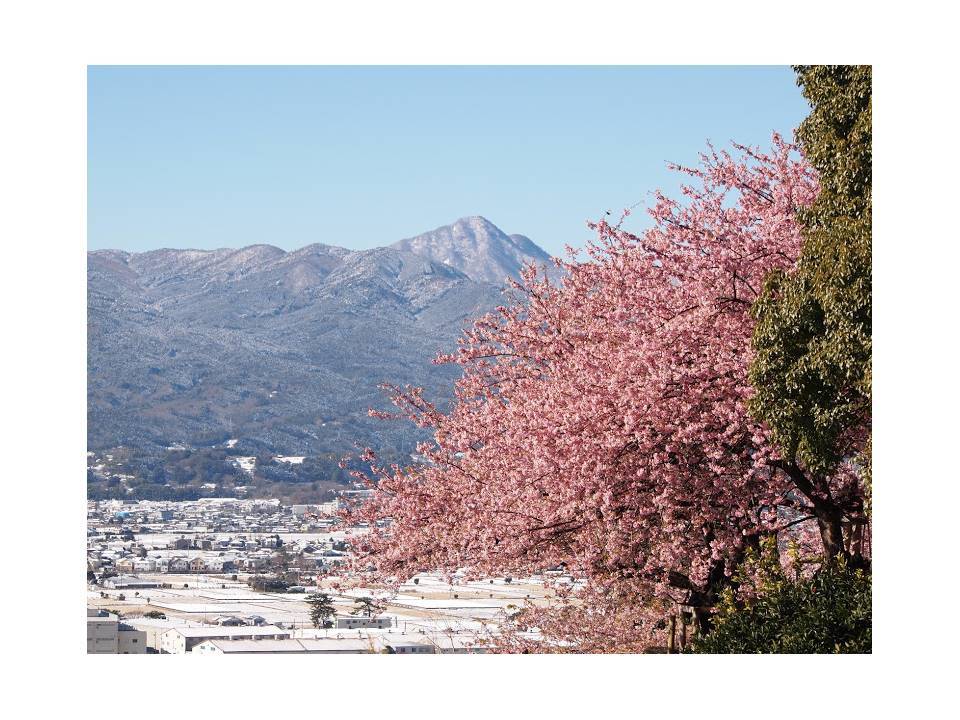 河津桜＆富士山＆雪景色_e0202120_23485865.jpg