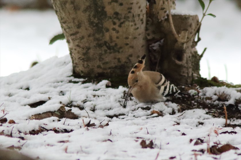 雪の公園。ヤツガシラ、ルリビタキなど_f0372624_20430398.jpg