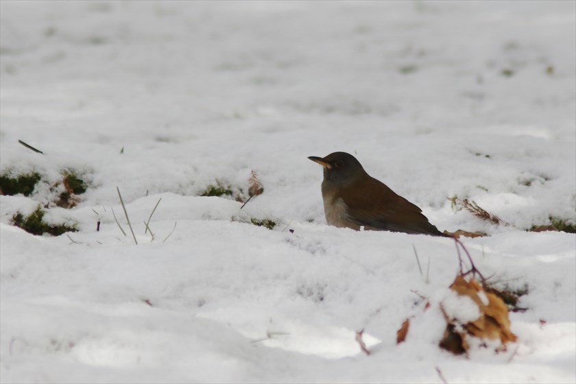 雪の公園。ヤツガシラ、ルリビタキなど_f0372624_20584865.jpg