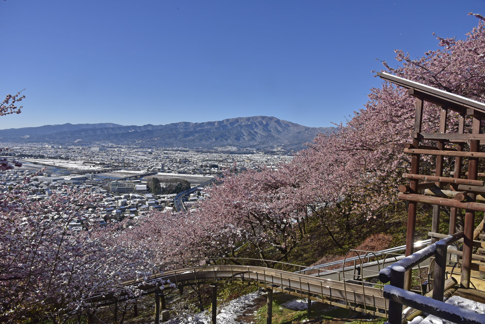 河津桜と富士山、そして雪_e0367330_1535764.jpg