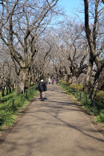 埼玉県幸手市権現堂公園その１_f0229832_22550847.jpg