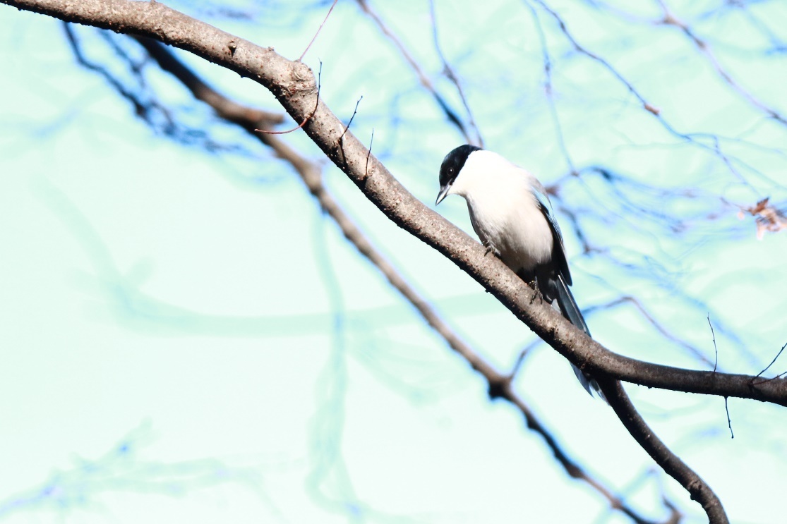 熊野神社に集う野鳥（2月11日）_e0291438_18432257.jpg