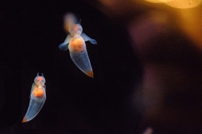 水族館の可愛い魚たち 年年歳歳写真と共に