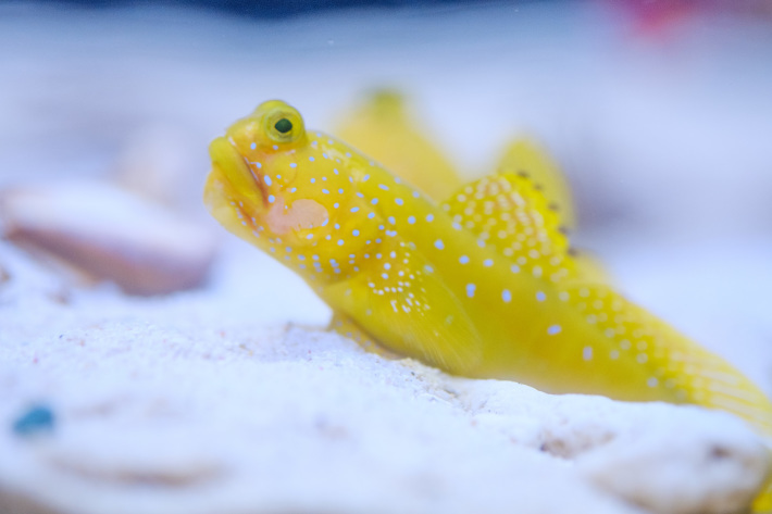 水族館の可愛い魚たち 年年歳歳写真と共に 水族館の可愛い魚たち 年年歳歳写真と共に