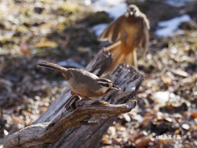 野鳥撮影２　ミヤマホウジロなど_b0107948_18321950.jpg