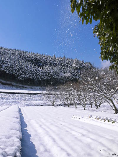 積雪17cm!熊本県菊池市原、菊池水源の株式会社旬援隊は陸の孤島となりました_a0254656_18262836.jpg