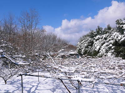 積雪17cm!熊本県菊池市原、菊池水源の株式会社旬援隊は陸の孤島となりました_a0254656_1838657.jpg