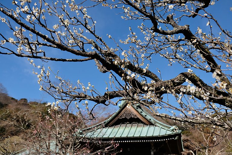 海蔵寺（２月１０日）_c0057265_2594190.jpg