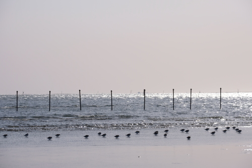 船橋三番瀬海浜公園。_a0329784_13244402.jpg