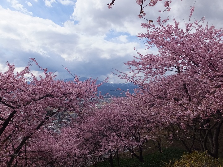 桜♪２・・・河津桜_a0223690_11191069.jpg