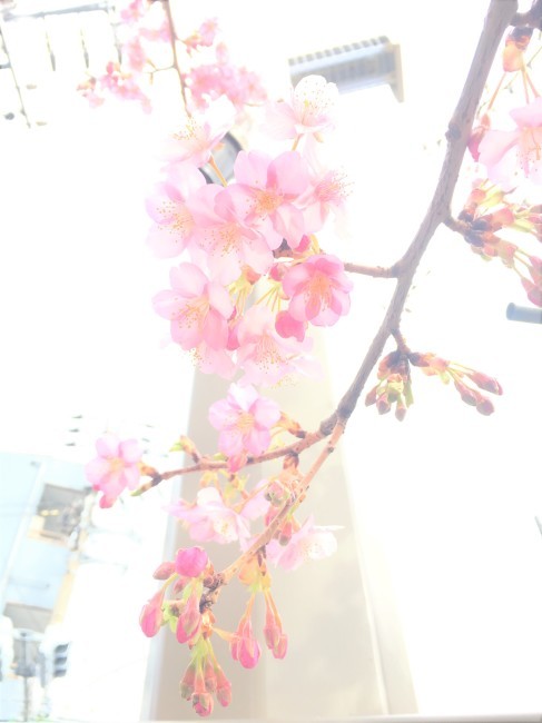 河津桜_c0077202_00073961.jpg