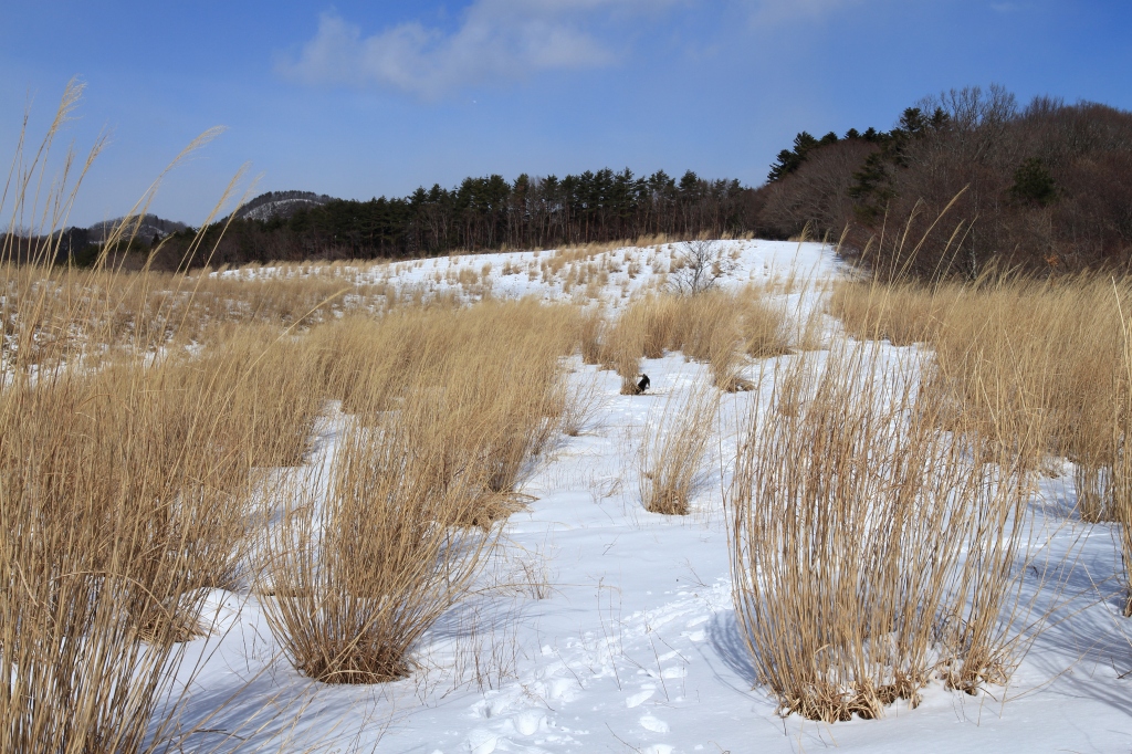 2017.02.11 Mt.Kabasawa(313m）_b0050305_12225379.jpg