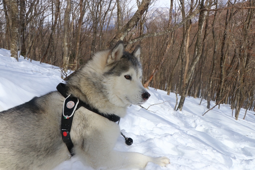 八方ヶ原で雪に埋もれてきたヨ_b0207615_12032872.jpg