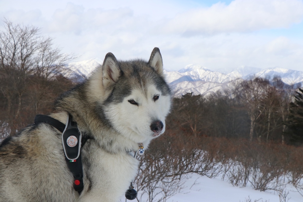 八方ヶ原で雪に埋もれてきたヨ_b0207615_12041605.jpg