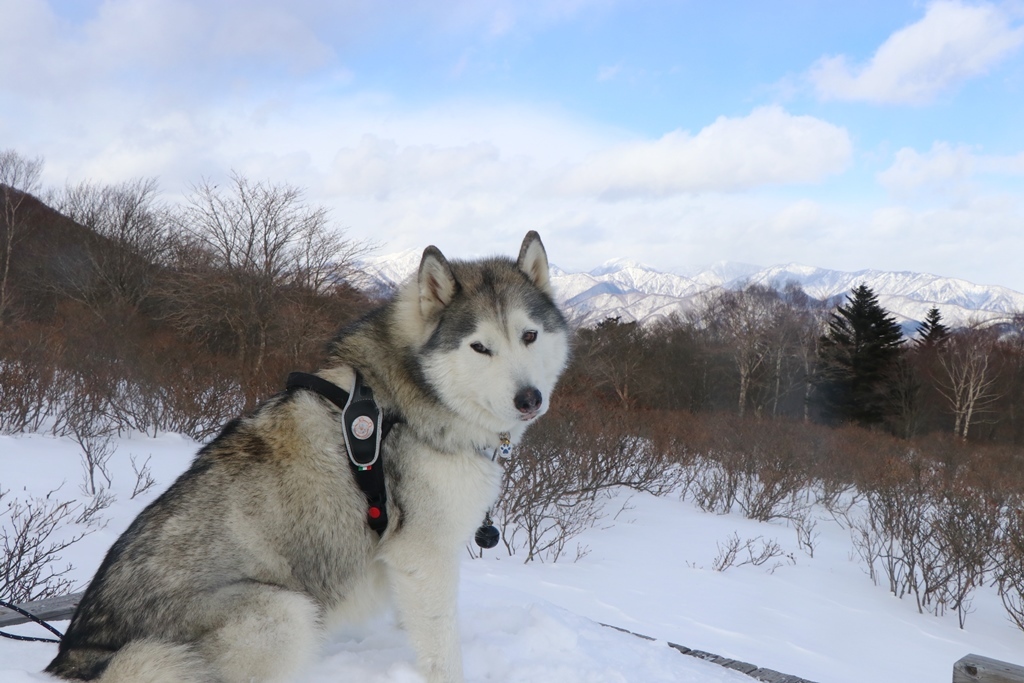 八方ヶ原で雪に埋もれてきたヨ_b0207615_12041982.jpg