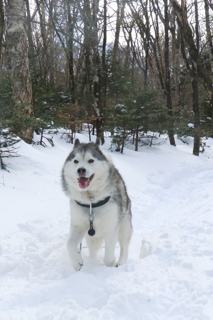 八方ヶ原で雪に埋もれてきたヨ_b0207615_12051407.jpg