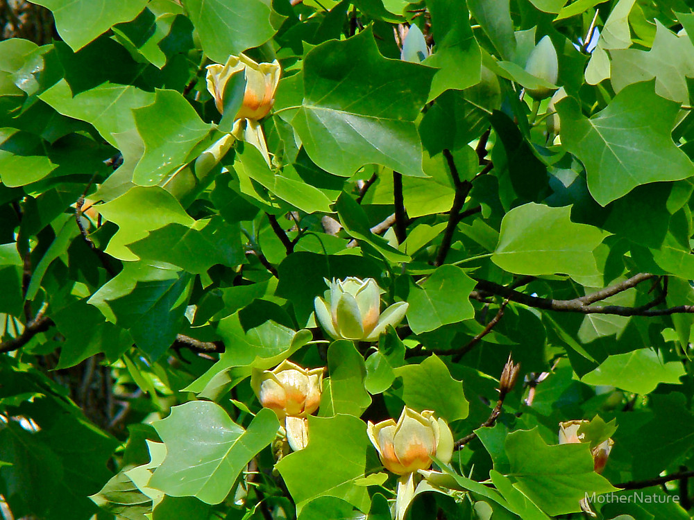 コレなぁんだ?④ 公園散歩_b0365715_05372377.png
