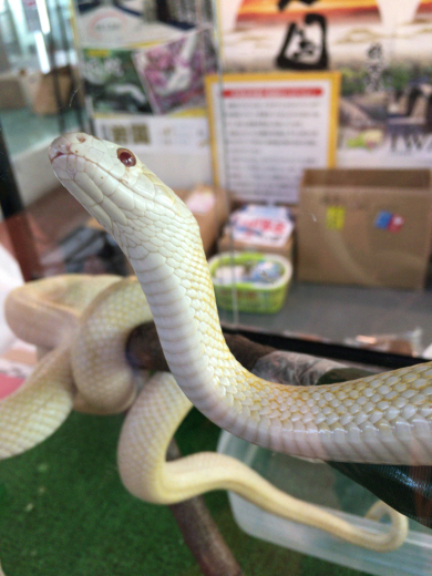 serpiente blanca （白蛇）_f0149528_13461131.jpg