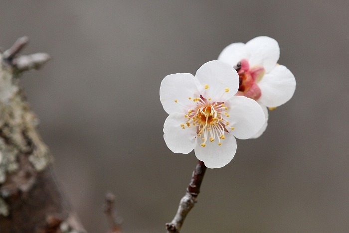 梅園の開花状況は_f0327034_20370502.jpg