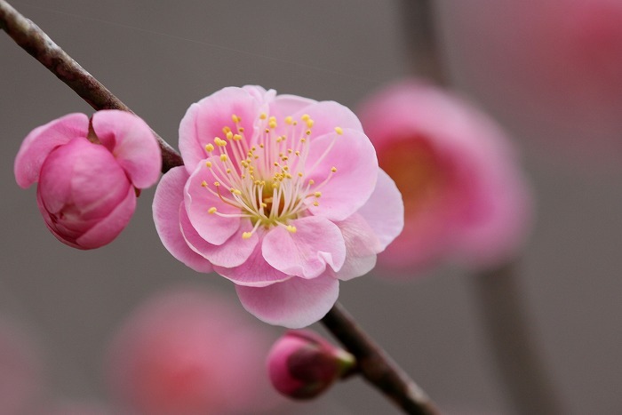 梅園の開花状況は_f0327034_20372200.jpg