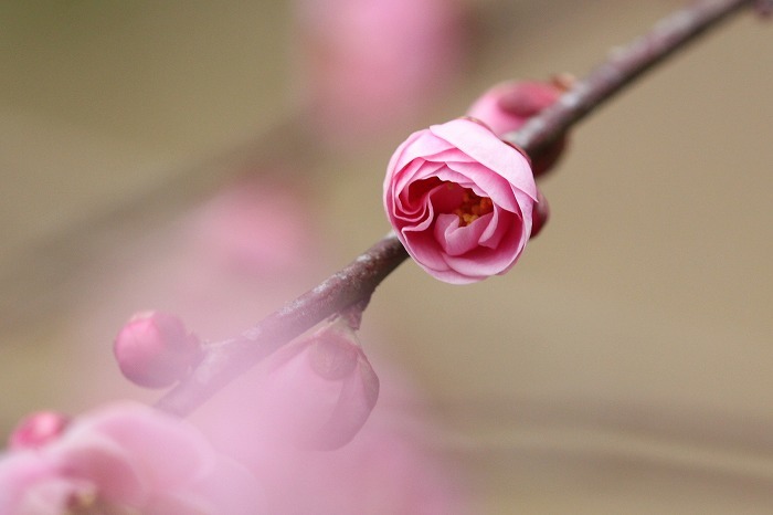 梅園の開花状況は_f0327034_20373053.jpg