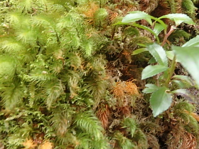 f0334143_21292148.jpg