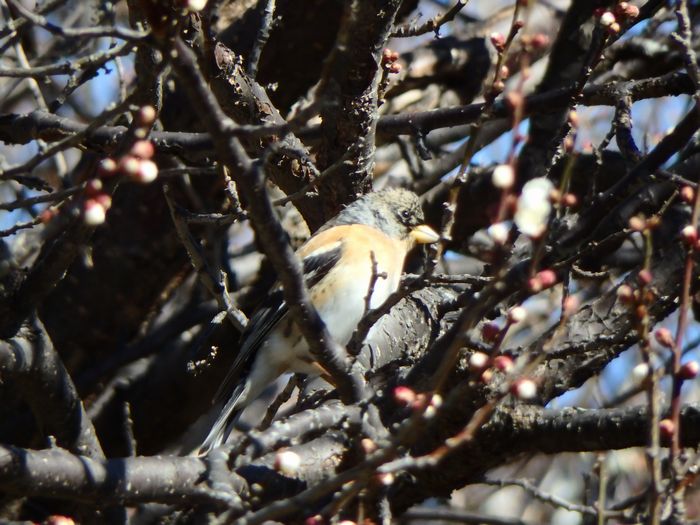 『手賀沼鳥見 2017.2.11／梅林雑木林で談笑／アトリ』 tb-1_a0289546_1264535.jpg