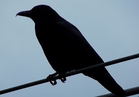 　　鳩の様には成り下がるなよ_d0007653_9483840.jpg