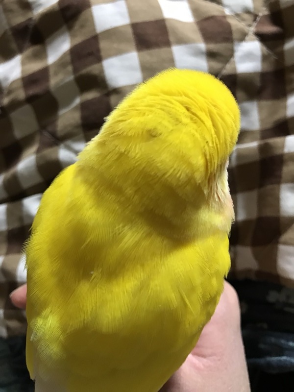 インコが家について一番にすること_e0374153_13312509.jpg