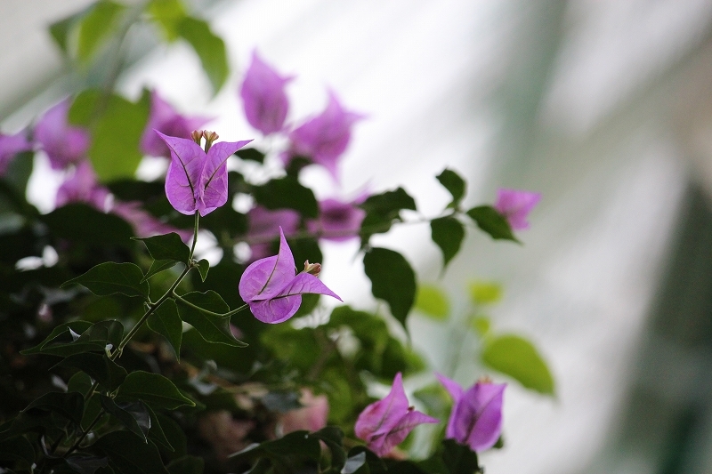 2月11日　函館・熱帯植物園へ　２_b0250154_06500576.jpg