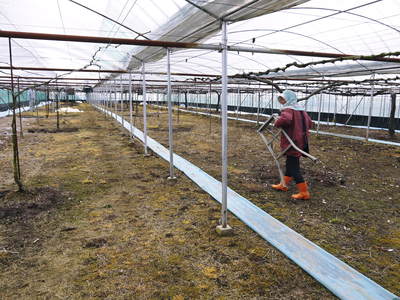 熊本ぶどう 社方園 ハウスの内張りと熊本農業高校からの農業実習(2017)前編_a0254656_17382771.jpg