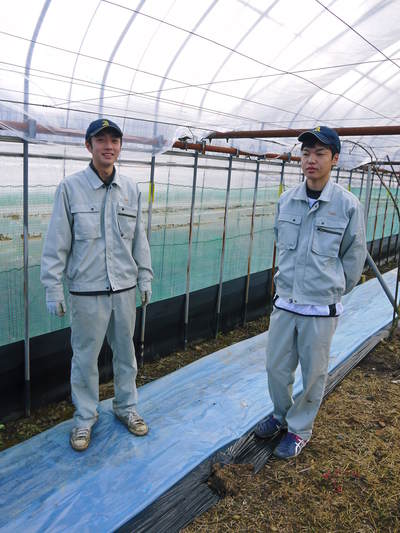 熊本ぶどう 社方園 ハウスの内張りと熊本農業高校からの農業実習(2017)前編_a0254656_1746378.jpg